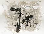thomas werk thornbush